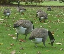 Geese  in Kew