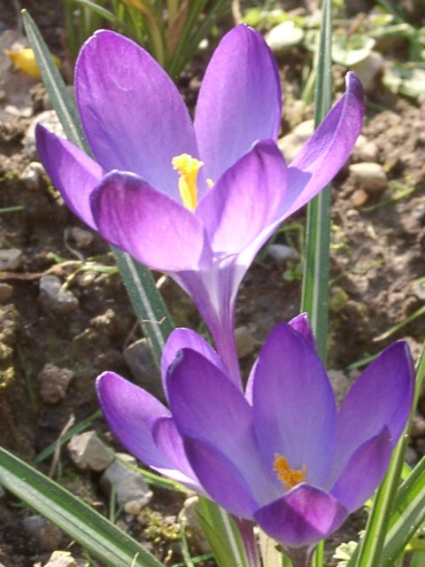 u24/mosko/upload/14354678.mauvecrocus.jpg