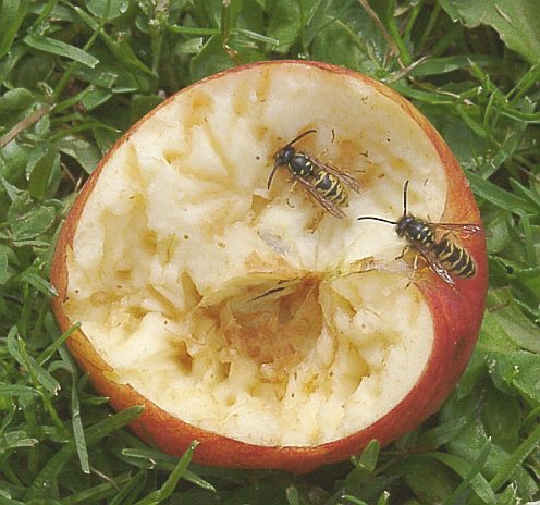an  apple  a day keeps the wasps away
 (from me)

 ( just throw half a juicy apple on the grass and watch)

: )