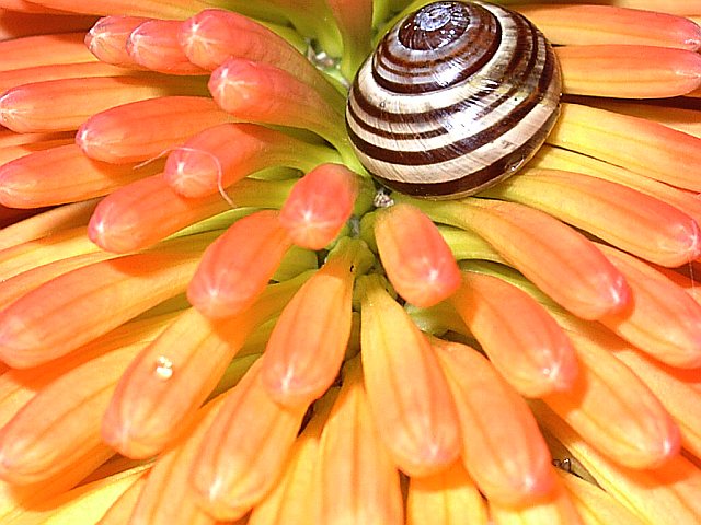  red hot poker with snail visitor

(back garden)