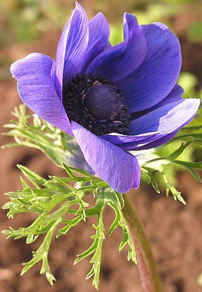 u24/mosko/upload/14577138.Img_0212blue.jpg