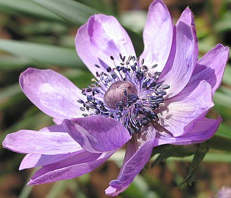 u24/mosko/upload/14947451.mauveanemonemon.jpg