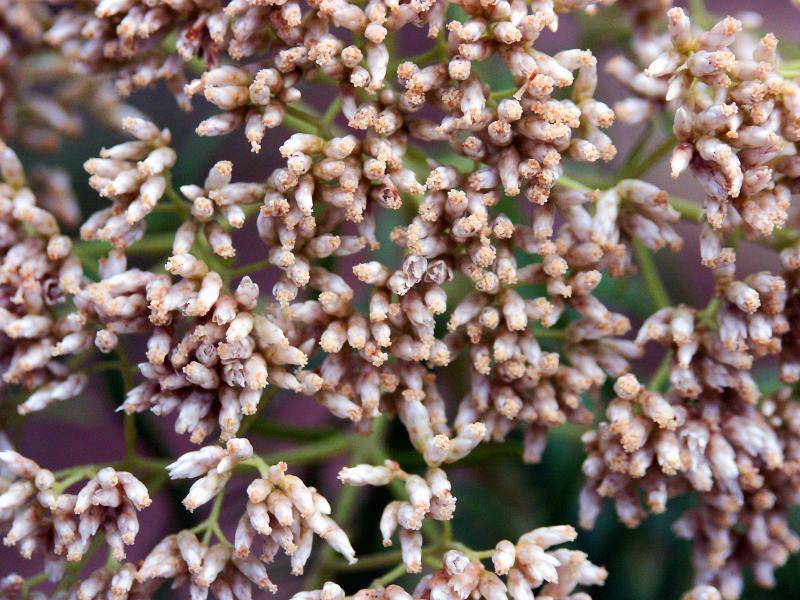 Buds