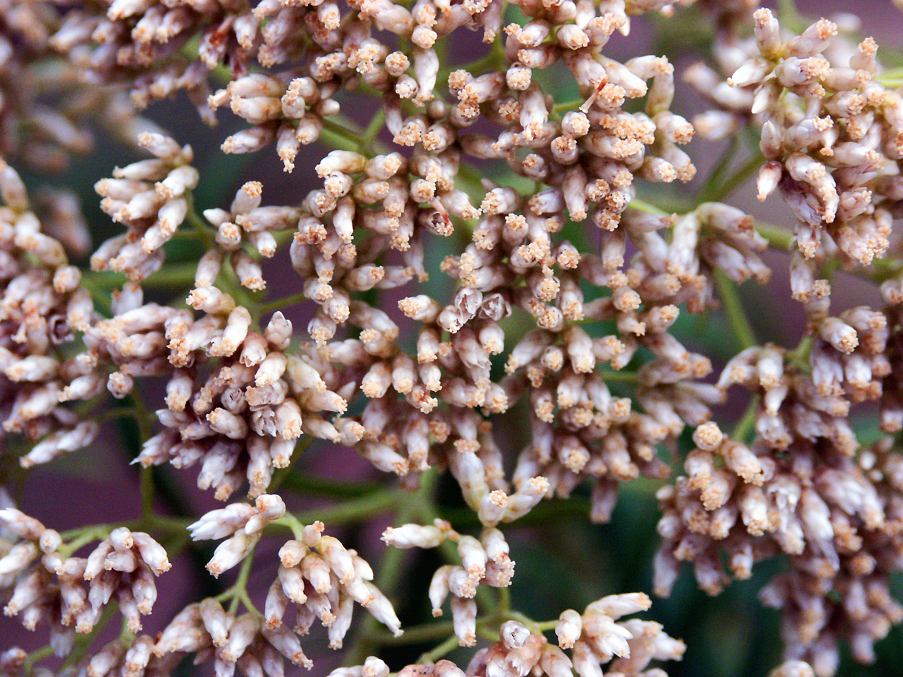 Buds