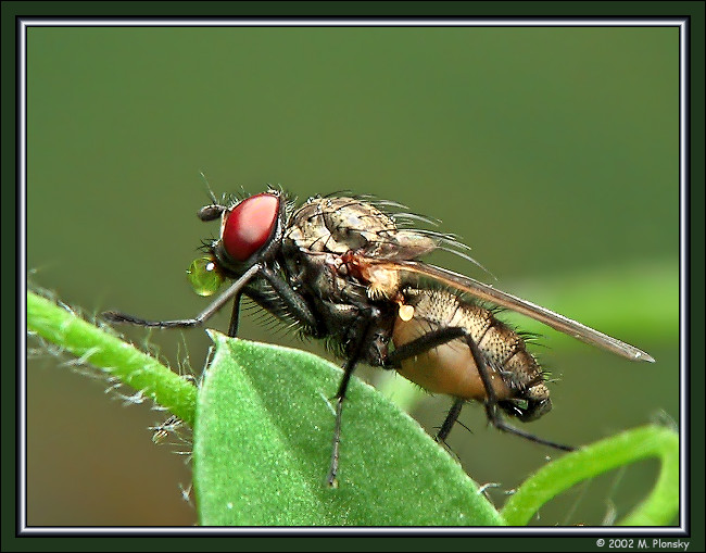 Fly with bubble