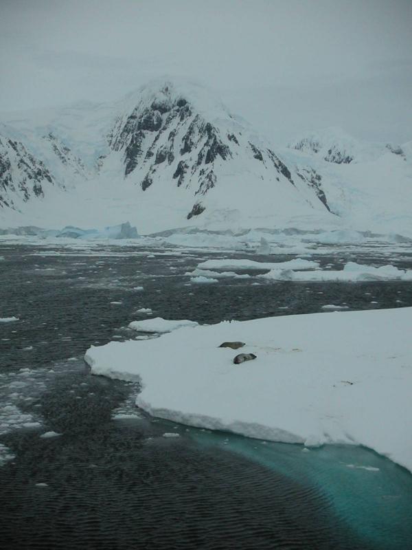 A couple of seals chillin' out