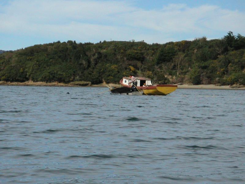 Diving for mussels