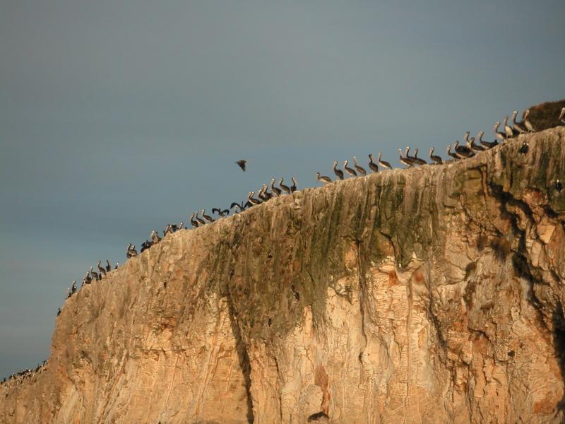 Pelican parade