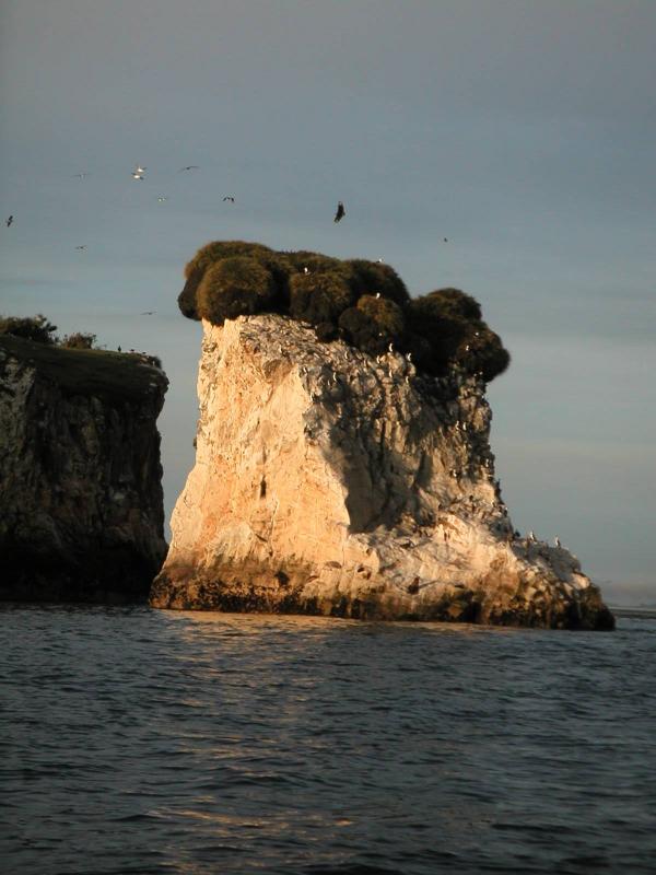 Lots of birds
