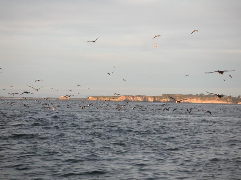 Millions of birds