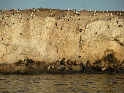 Birds and sea lions