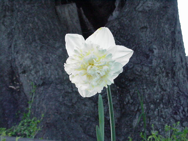 WhiteDaffy-1