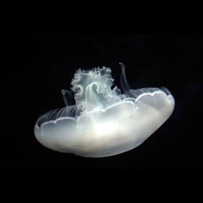 u24/ninadartworks/medium/14091268.Whiteshortjellyfish_filtered.jpg