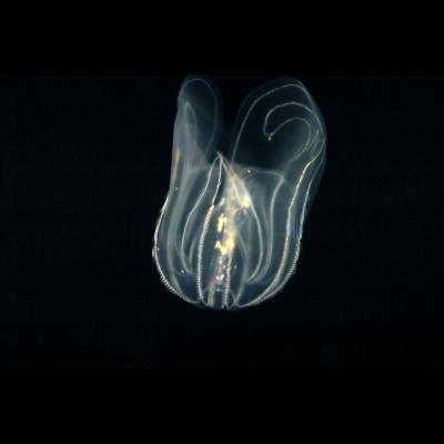Luminescent jelly fish 2