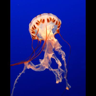 Orange tipped Pelagia