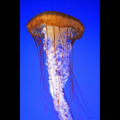 The Jellyfish