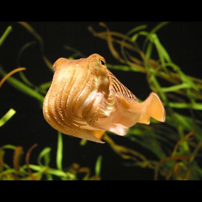 u24/ninadartworks/medium/14091272.cuttlefish_filtered.jpg