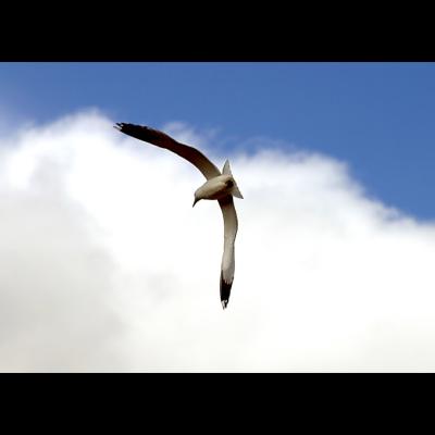 seagul in flight 2