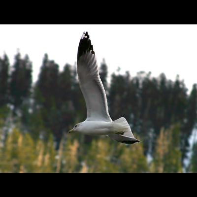seagul in flight
