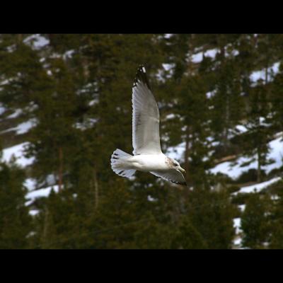 seagul in flight 4