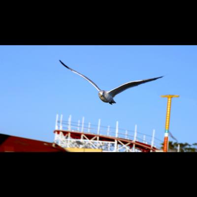seagul in flight 5