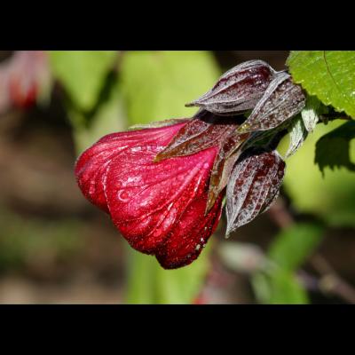 crimson hibiscus