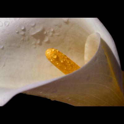 Calla rain
