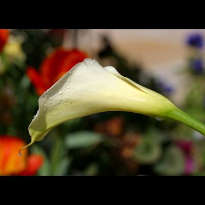 calla drop