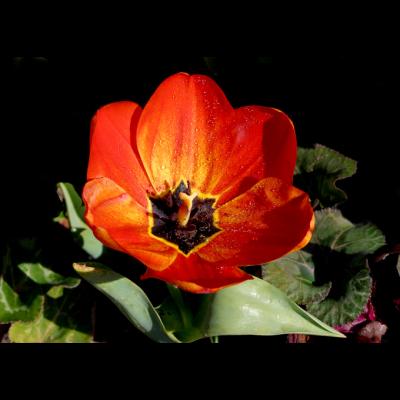 fire tulip open