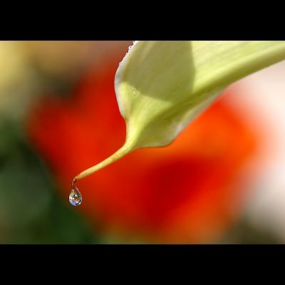 calla drop macro