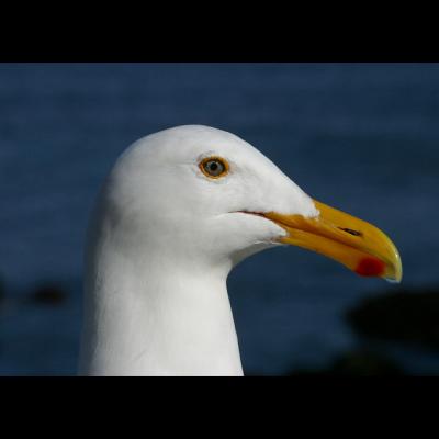 seagul mug shot