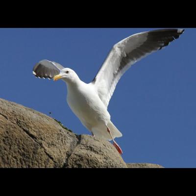 seagul 3