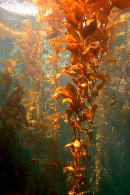 Kelp forest 2