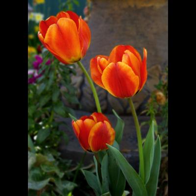 3 fire tulips