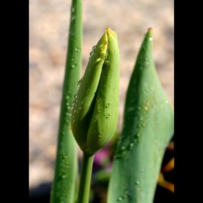 tulip bud