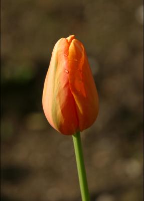 orange tulip