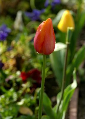 orange tulip 2