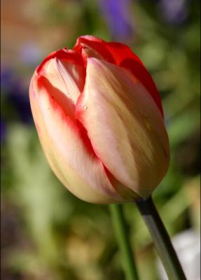 orange tulip 3