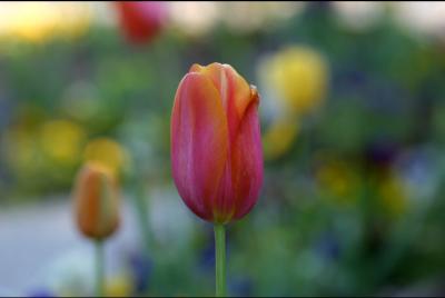 red orange tulip
