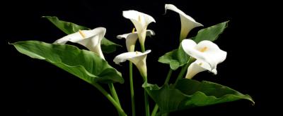 calla bouquet