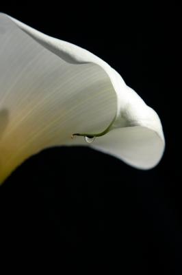 calla drop macro 2