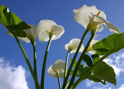 Calla bouquet 2