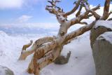 Frozen to death