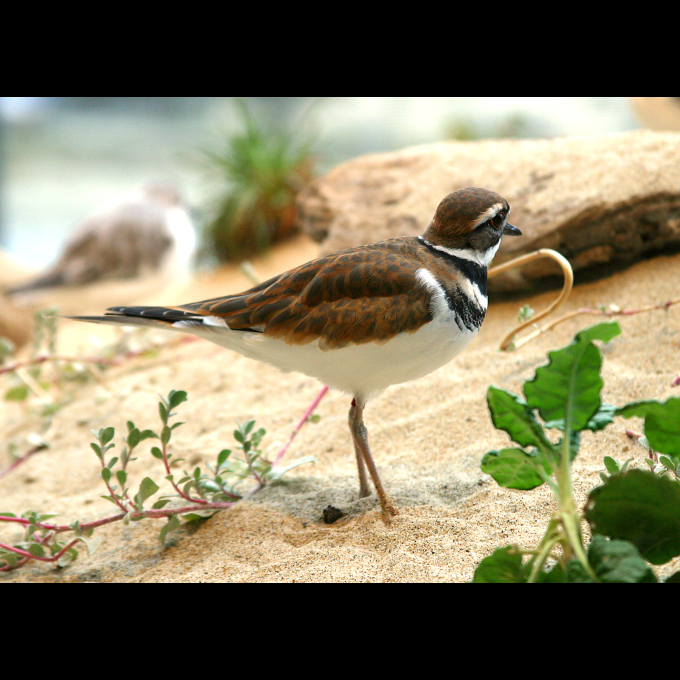 brown and black bird