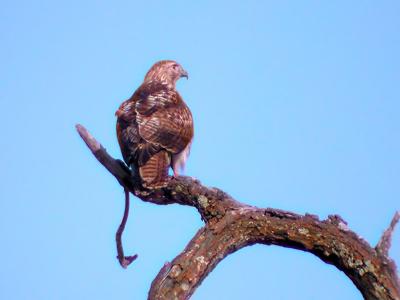 Krider's Hawk ?