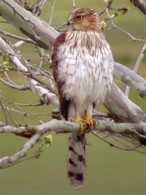 Cooper's Hawk