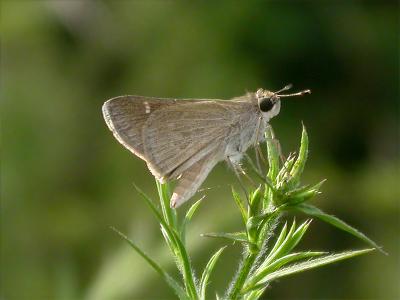 Eufala Skipper