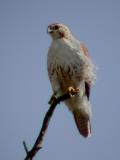 Very Light Morph, Immature