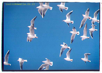 seagulls.jpg