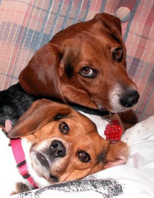 beagle_pair_2_031502.jpg